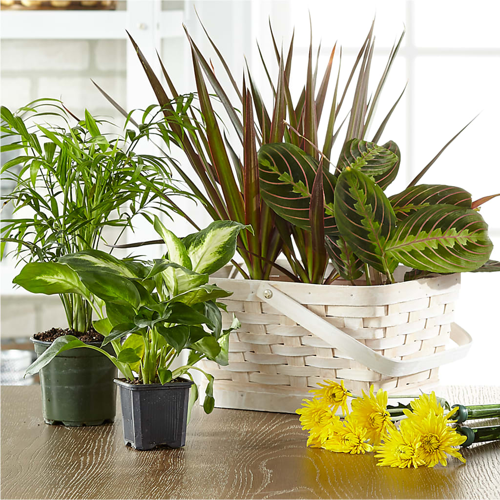 Florist Designed Blooming and Green Plants in a Basket – Flowers Forever, Carlsbad CA