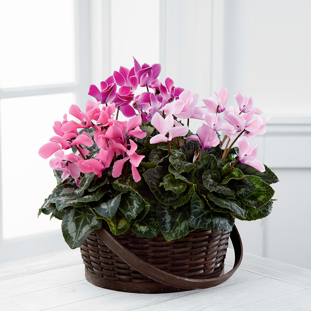Mixed Cyclamen Planter – Flowers Forever, Carlsbad CA