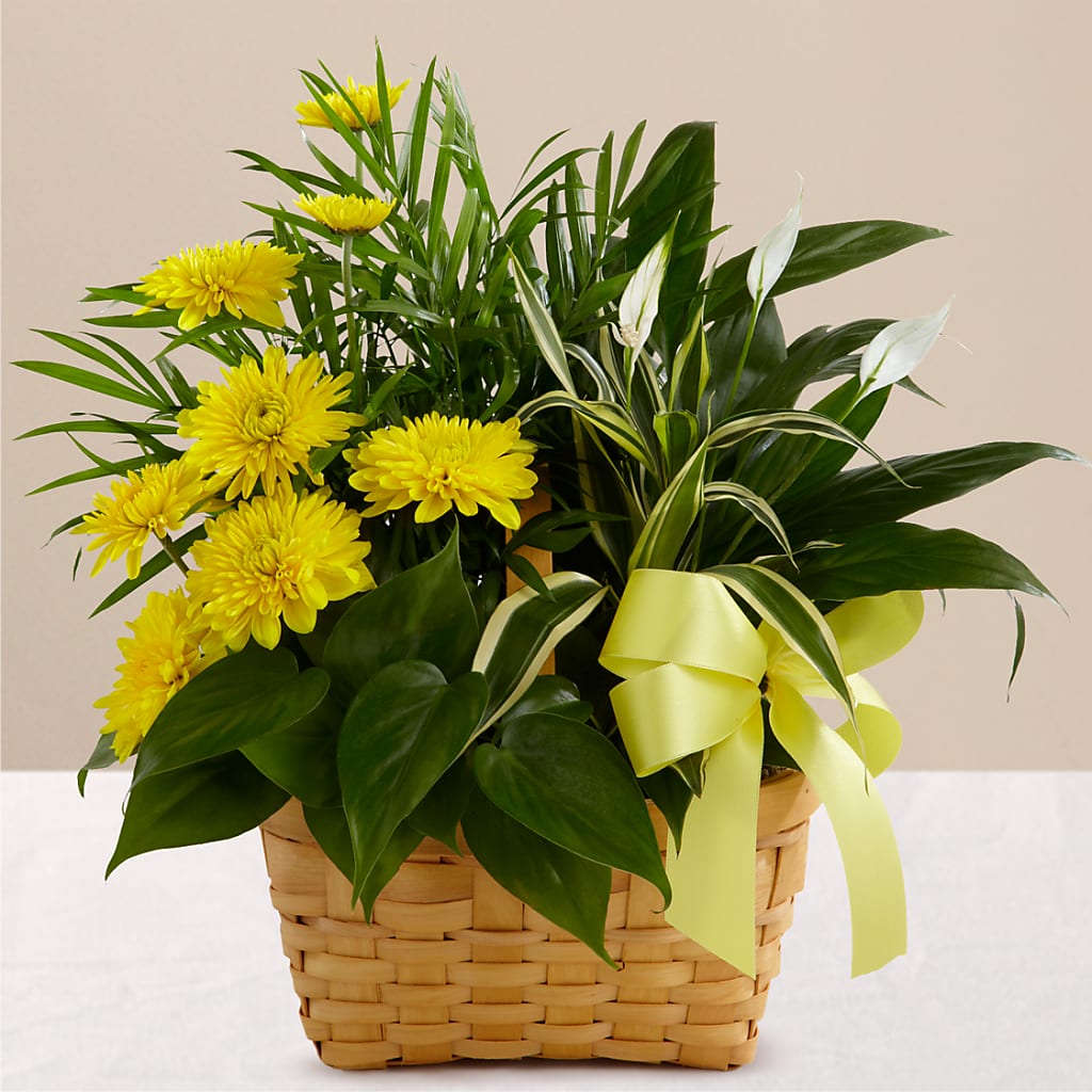 Loving Light Dishgarden – Flowers Forever, Carlsbad CA