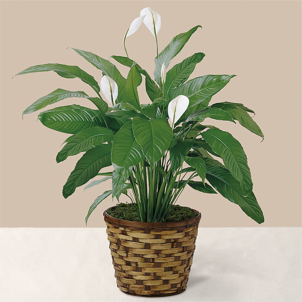 Tranquil Moments Peace Lily Plant – Flowers Forever, Carlsbad CA