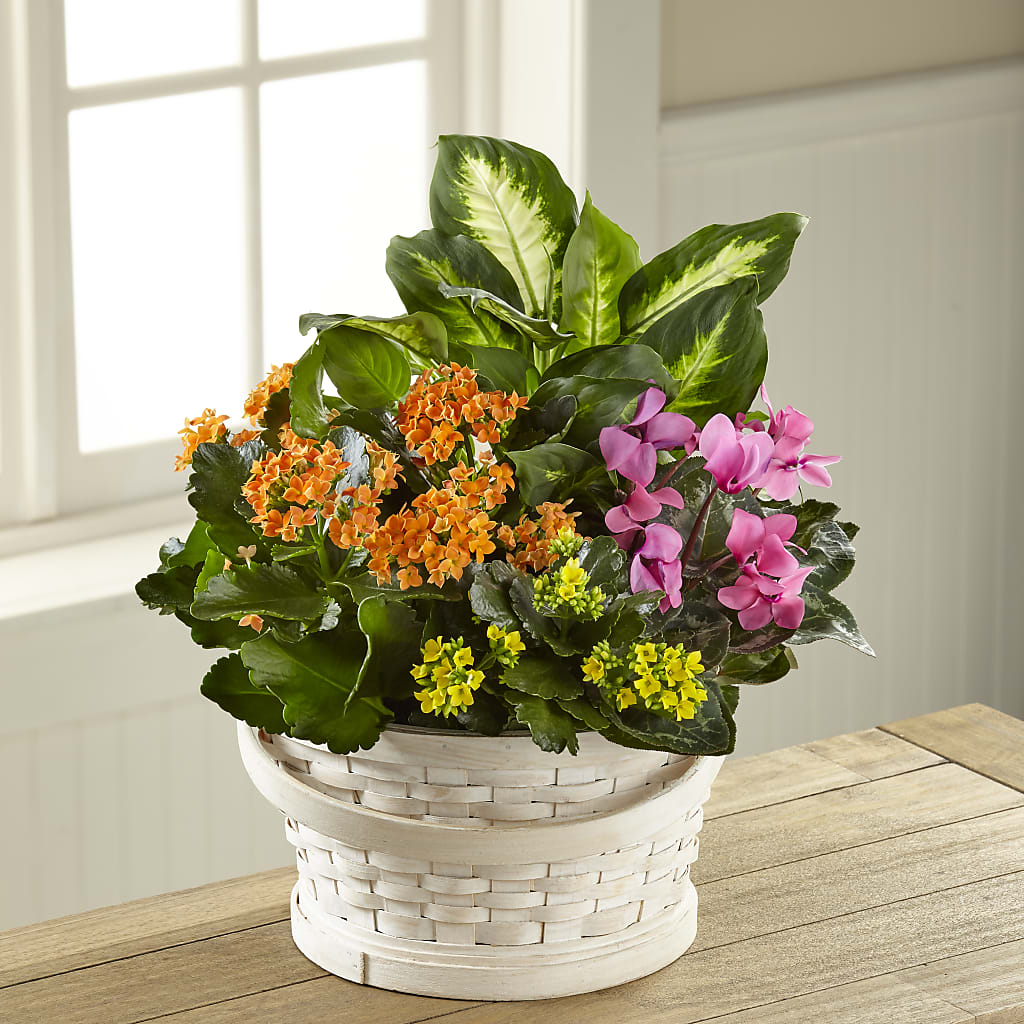 Color Crush Dishgarden – Flowers Forever, Carlsbad CA