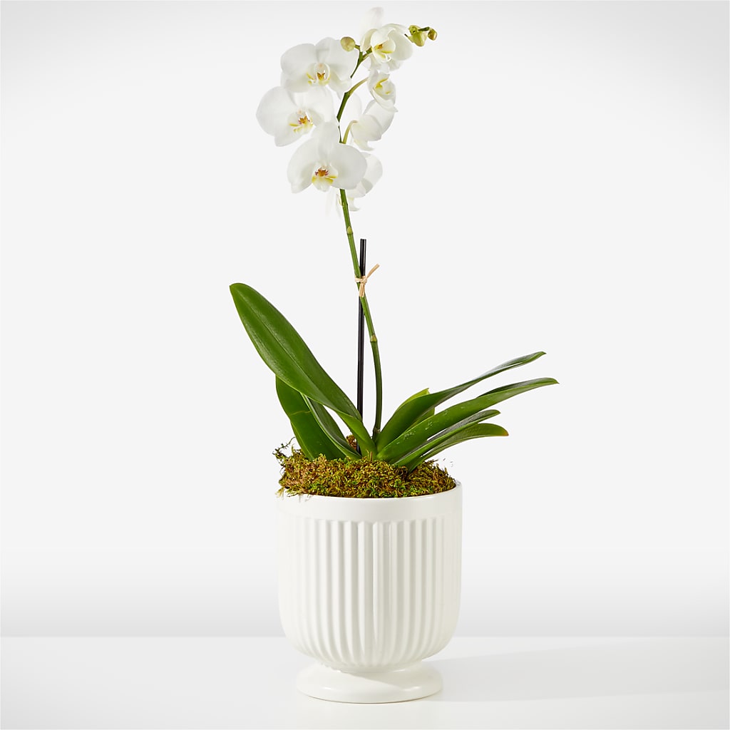 Whispering White Orchid – Flowers Forever, Carlsbad CA
