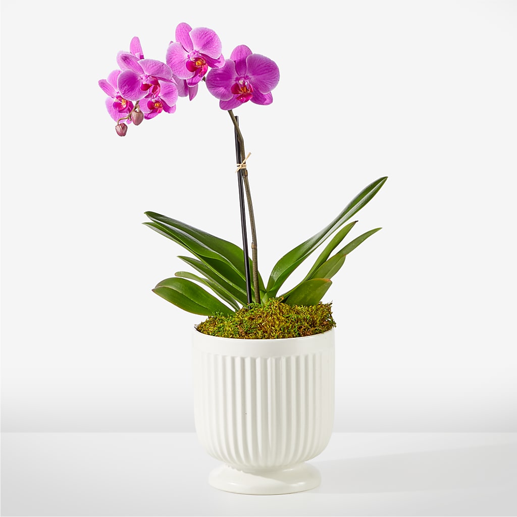 Friendly Fuchsia Orchid – Flowers Forever, Carlsbad CA