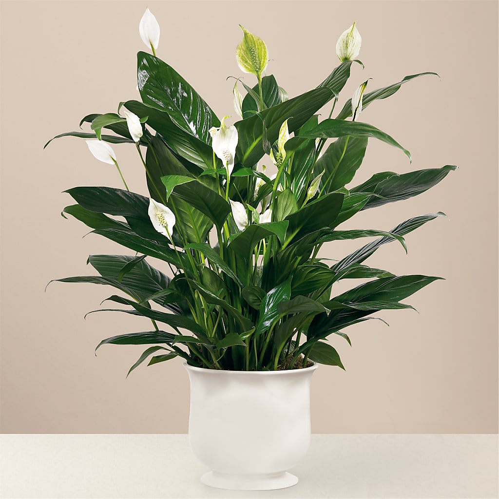 Comfort Planter – Flowers Forever, Carlsbad CA