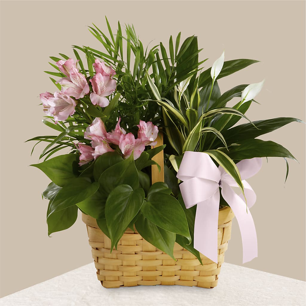 Living Spirit Dishgarden – Flowers Forever, Carlsbad CA