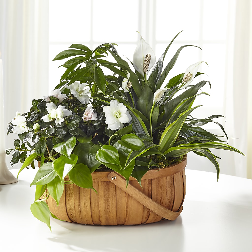 Serene Dishgarden – Flowers Forever, Carlsbad CA