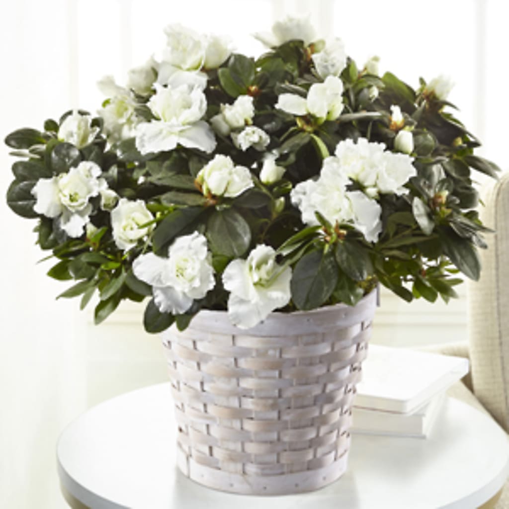 White Azalea Plant – Flowers Forever, Carlsbad CA
