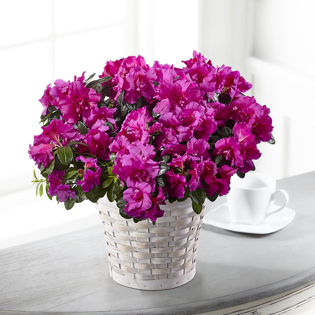 Hope & Serenity Azalea Plant – Flowers Forever, Carlsbad CA