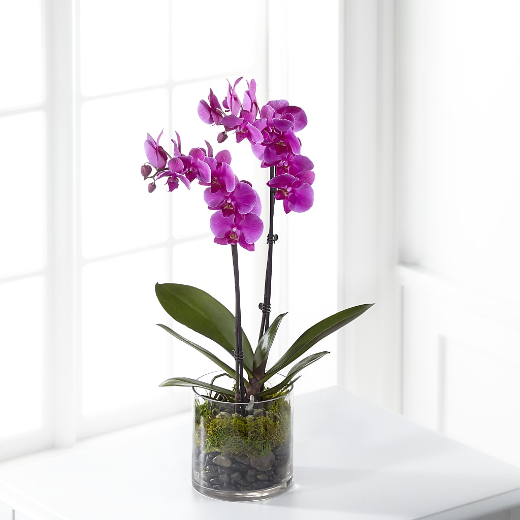 Pink Orchid Plant – Flowers Forever, Carlsbad CA