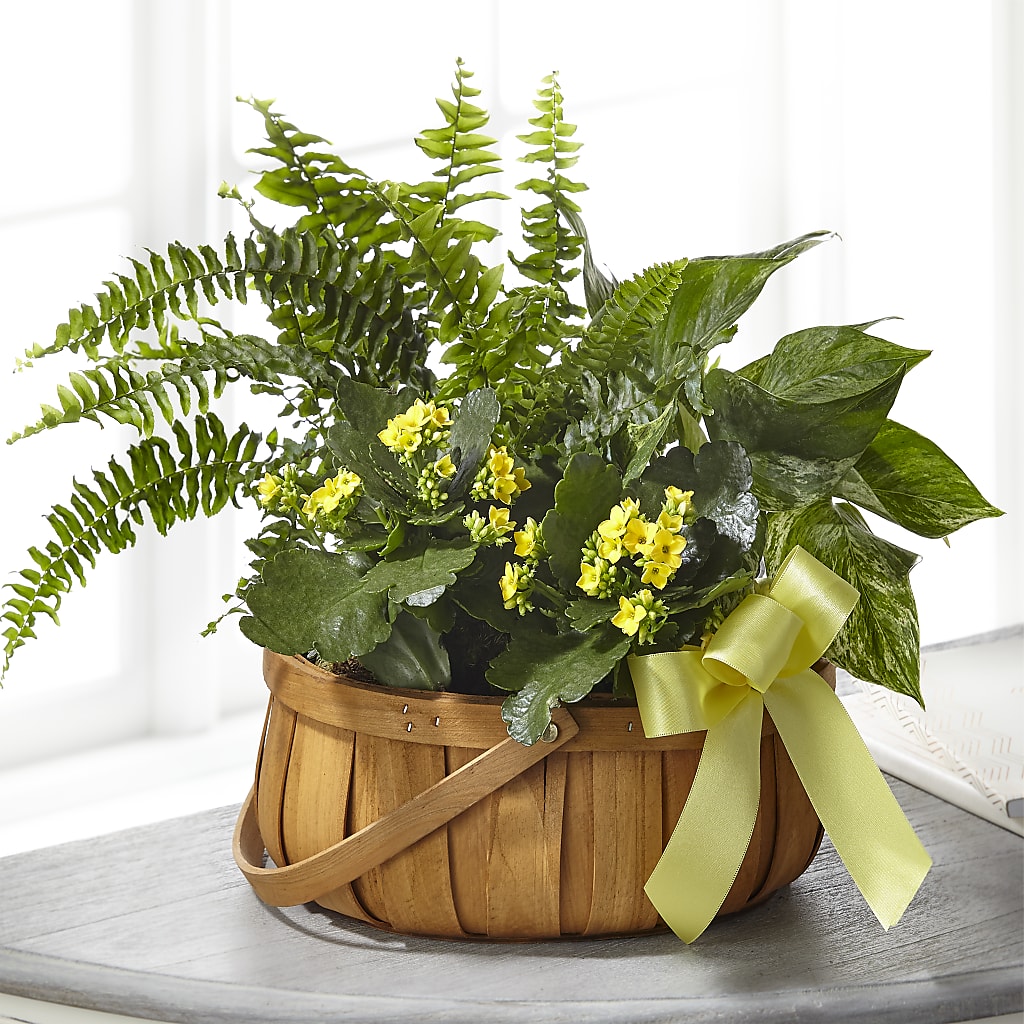 Always Dear Dishgarden – Flowers Forever, Carlsbad CA