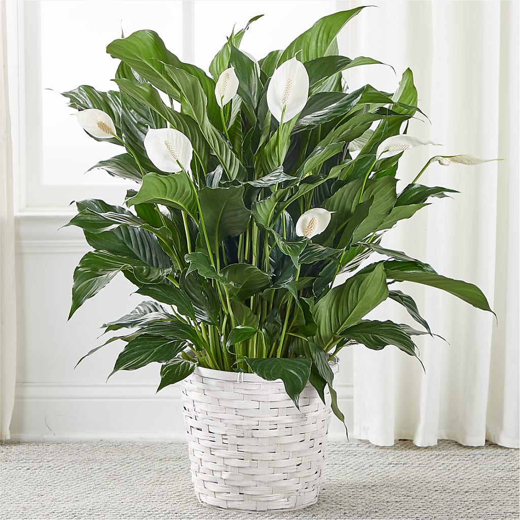 A New Leaf Peace Lily – Flowers Forever, Carlsbad CA