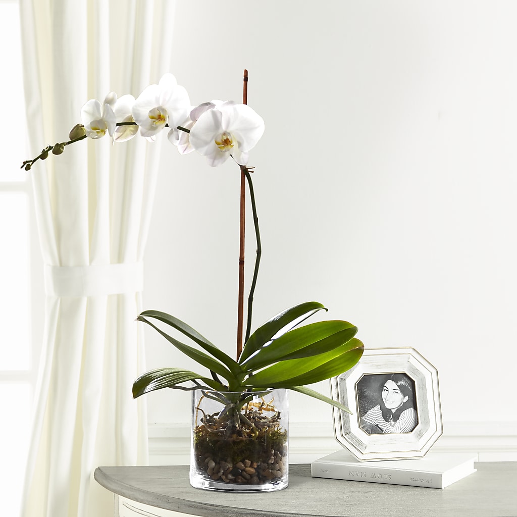 White Orchid Planter – Flowers Forever, Carlsbad CA