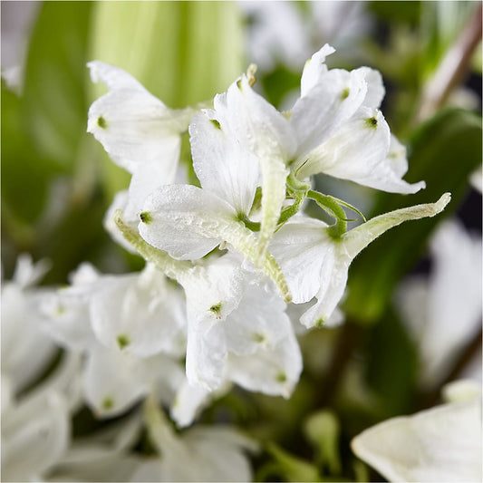 Classic Ivory – A Florist Original – Flowers Forever, Carlsbad CA