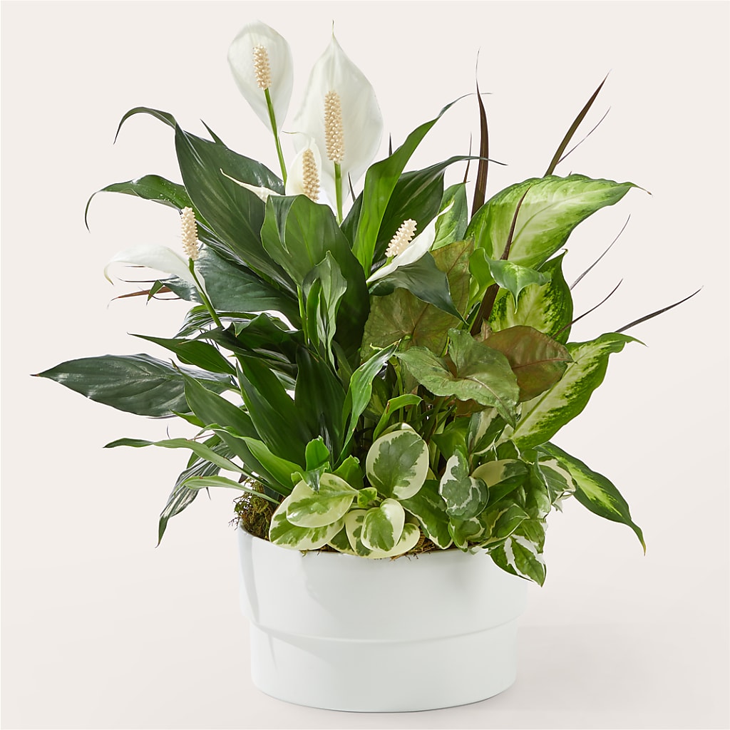 Radiating Positivity Dishgarden – Flowers Forever, Carlsbad CA