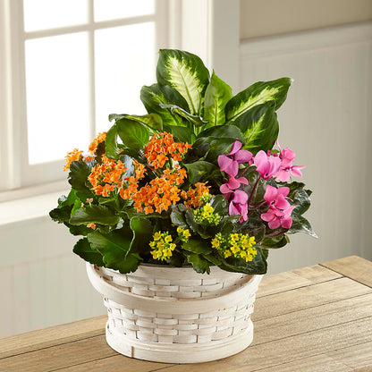 Color Crush Dishgarden –  Flowers Forever, Carlsbad CA