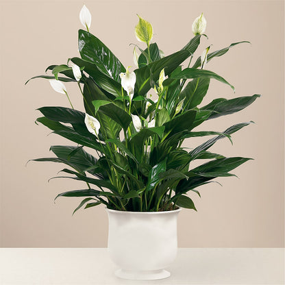 Comfort Planter –  Flowers Forever, Carlsbad CA
