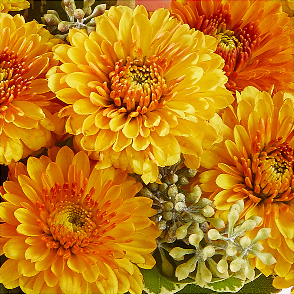 Peachy Pumpkin –  Flowers Forever, Carlsbad CA