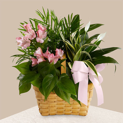 Living Spirit Dishgarden –  Flowers Forever, Carlsbad CA
