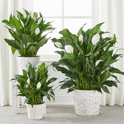 A New Leaf Peace Lily –  Flowers Forever, Carlsbad CA