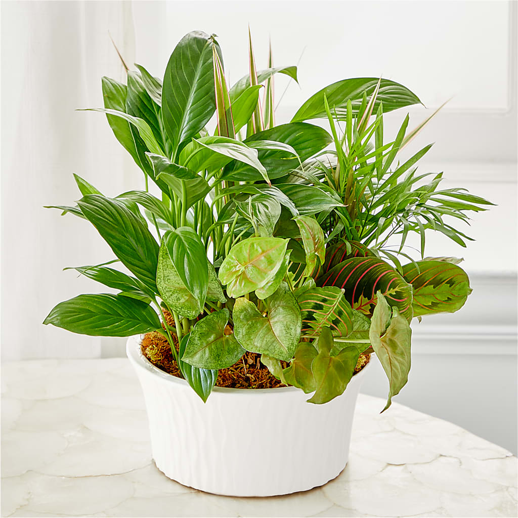 Balance & Harmony Dishgarden –  Flowers Forever, Carlsbad CA