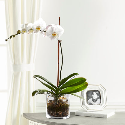 White Orchid Planter –  Flowers Forever, Carlsbad CA