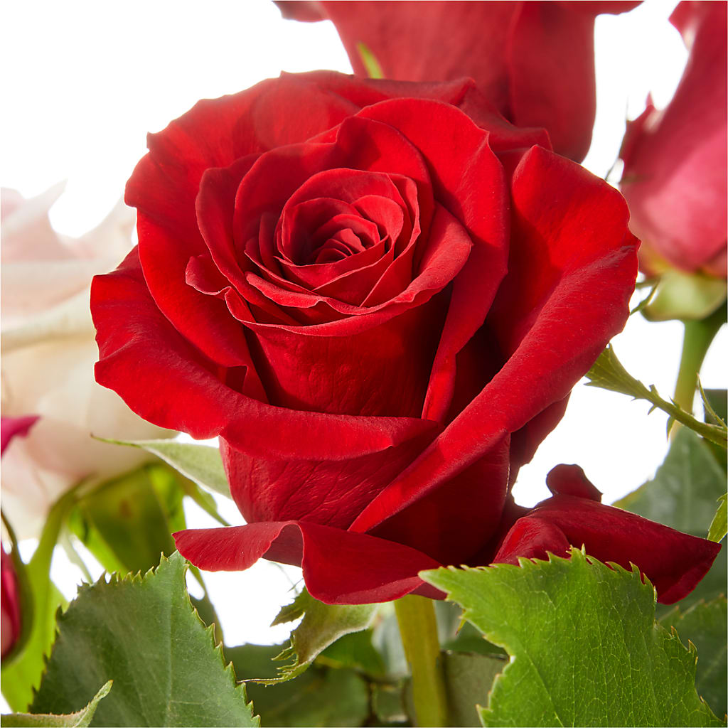 Love Notes Rose Bouquet –  Flowers Forever, Carlsbad CA